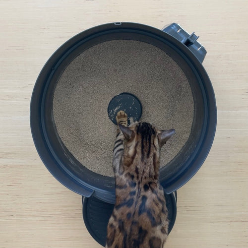 The 6 Second Litter 'Box' Boxscoop Designs Inc.