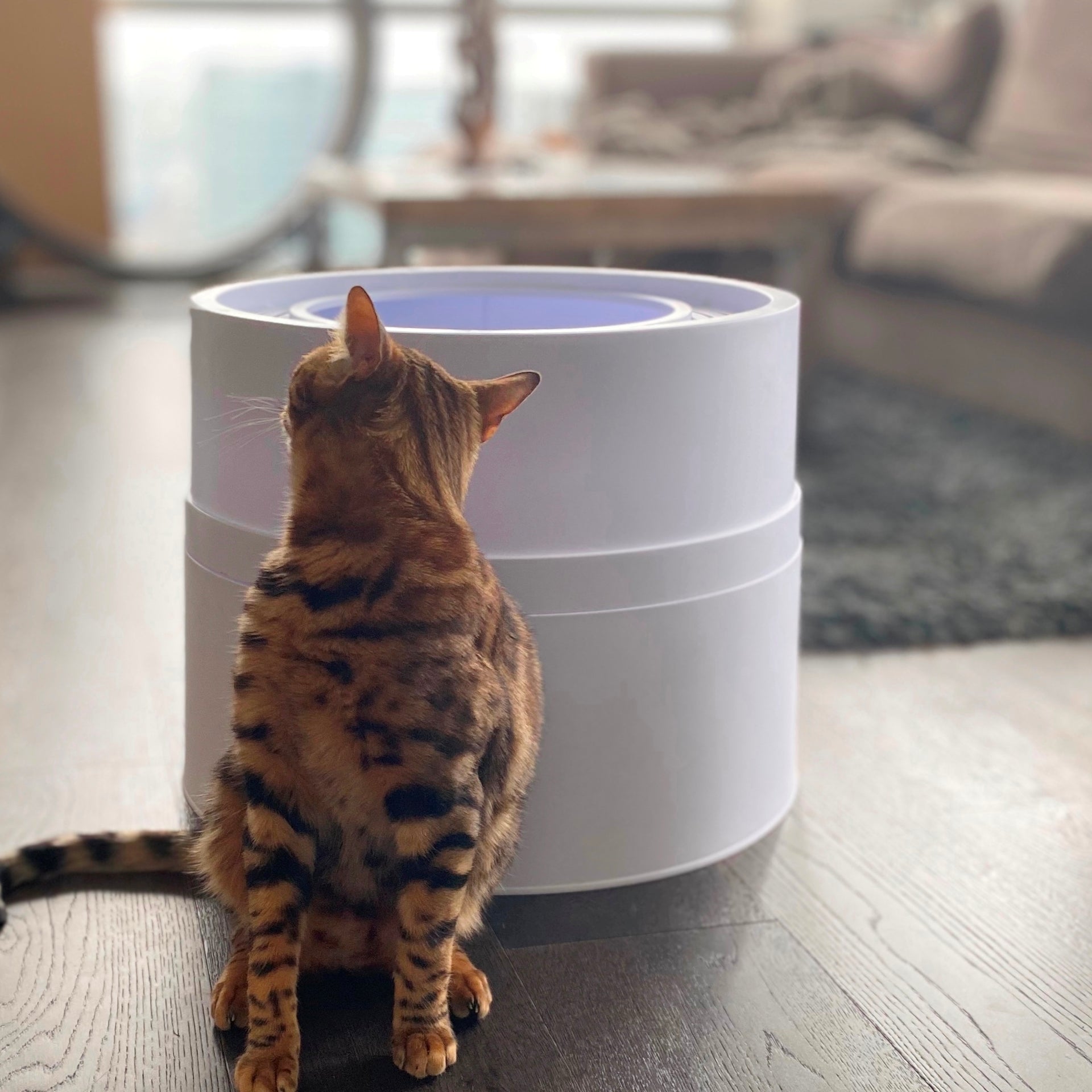 Boxscoop 2.0: The 6 second cat litter box – Boxscoop Designs Inc.