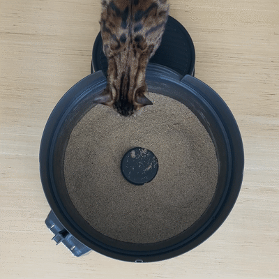 Three legged shop cat litter box