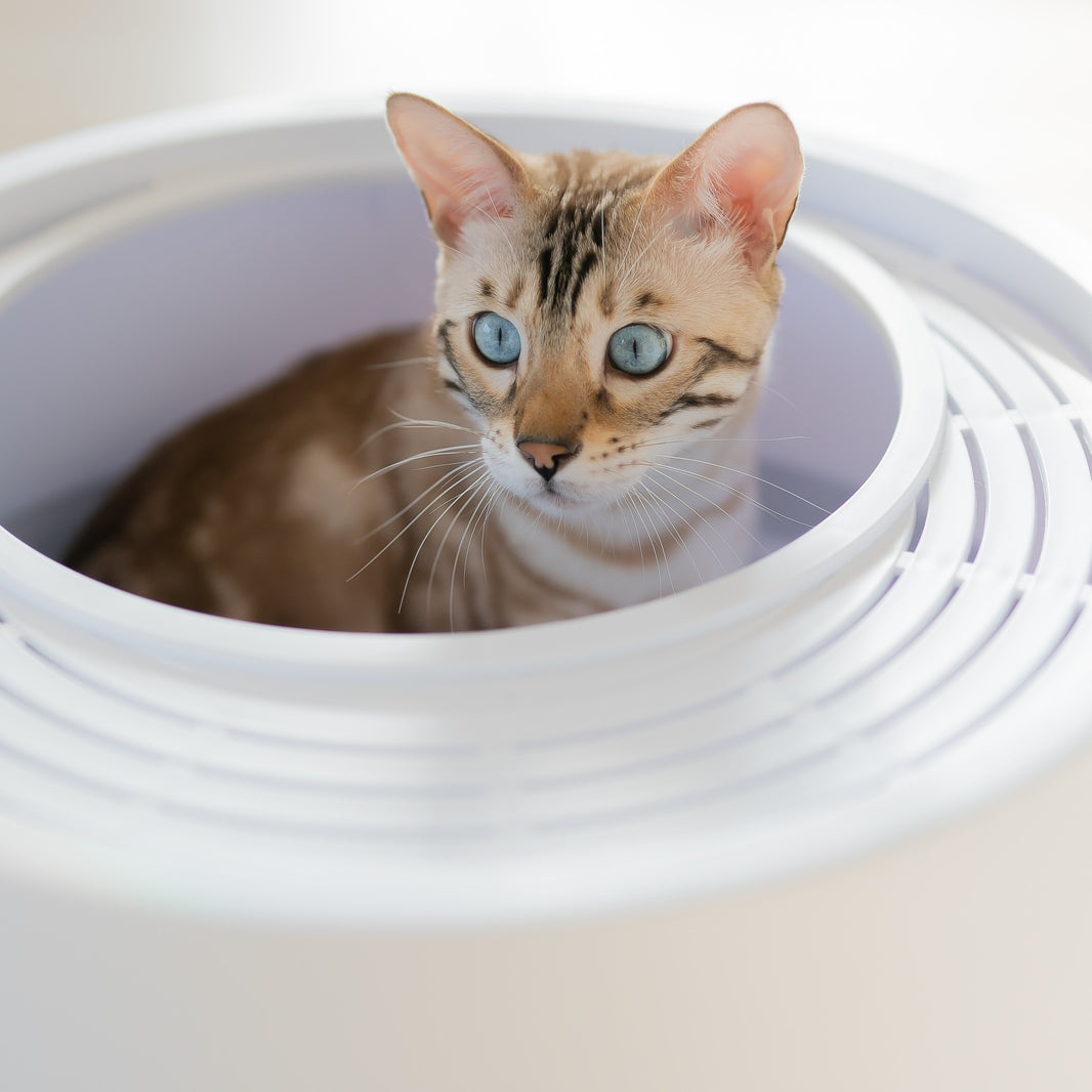 The 6 Second Litter 'Box' Boxscoop Designs Inc.