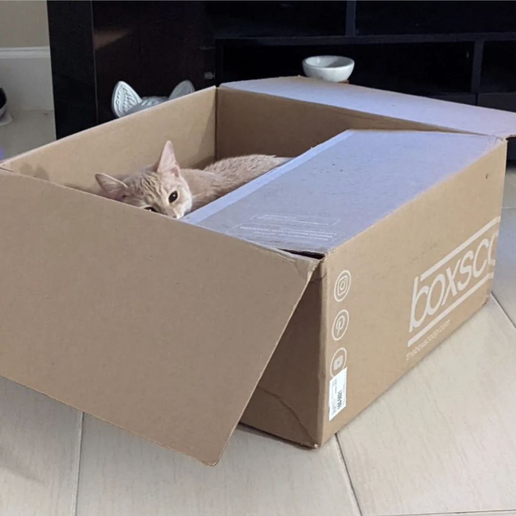 Cat in Boxscoop packaging