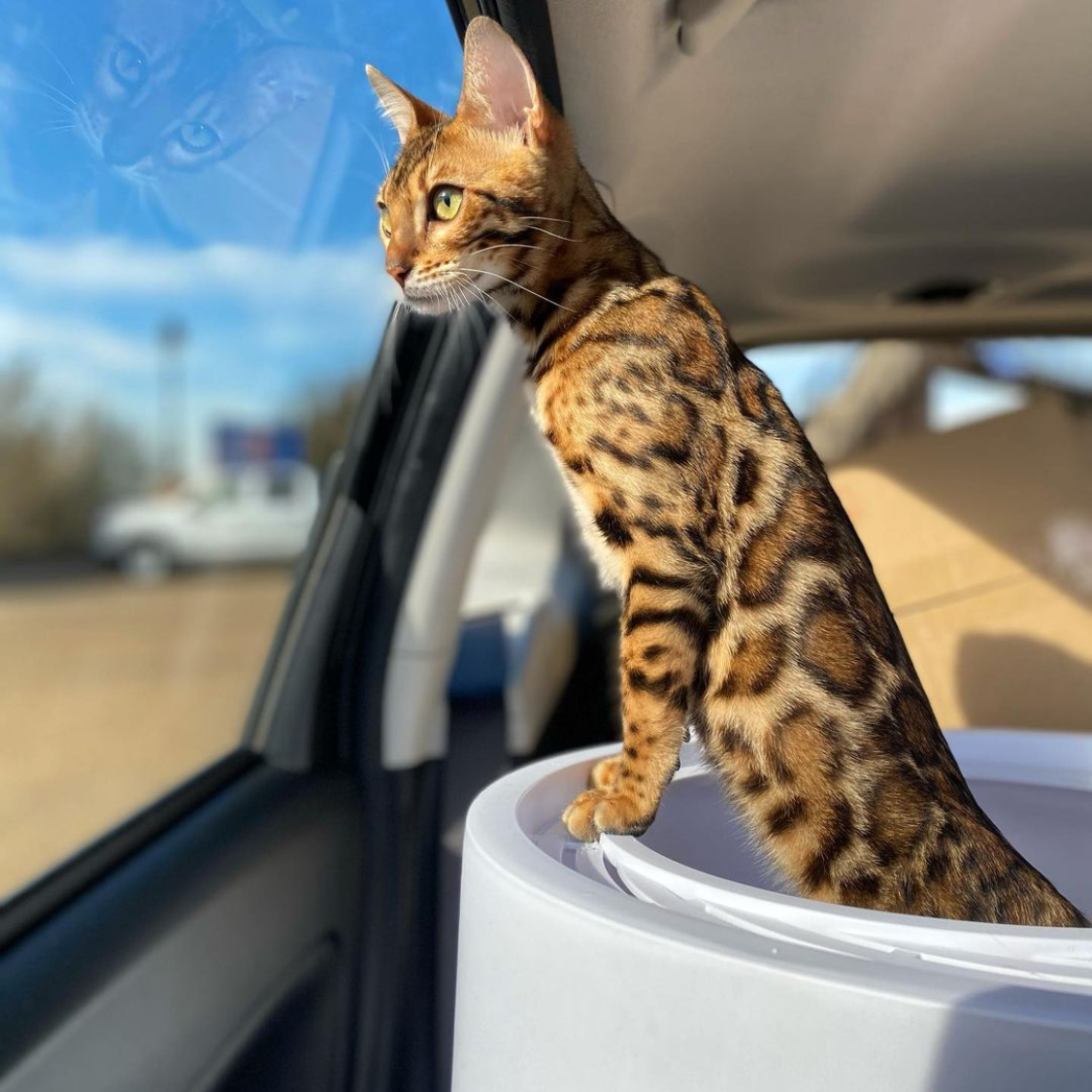 Cat using Boxscoop