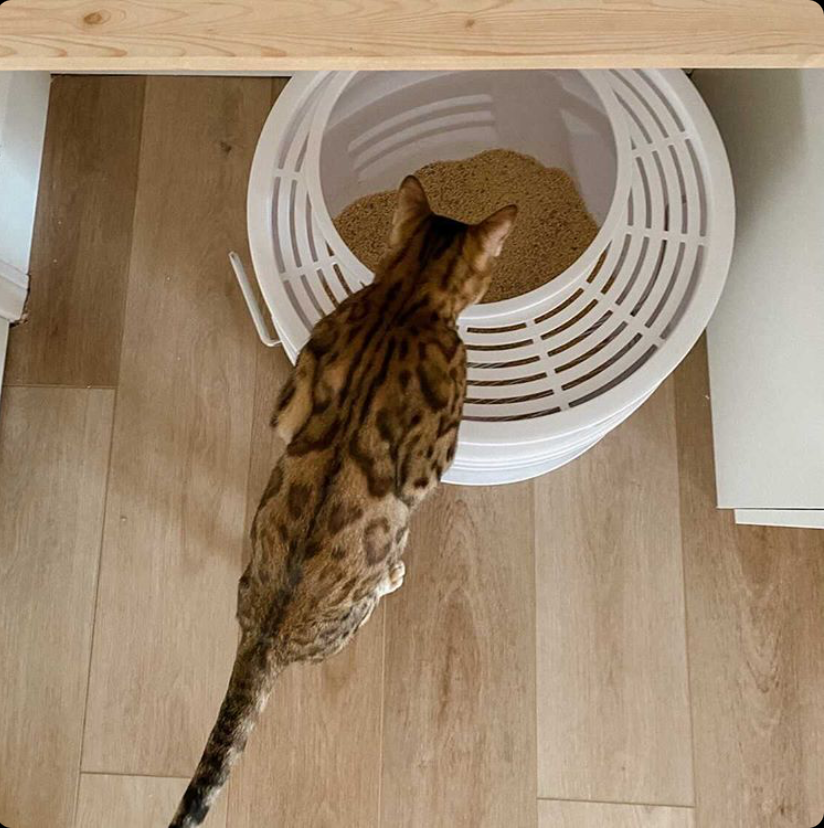 Cat using Boxscoop